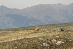 Durmitor