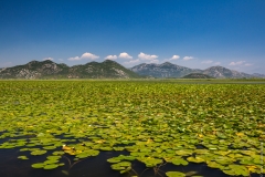 Skadar lake