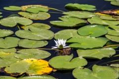 Skadar lake