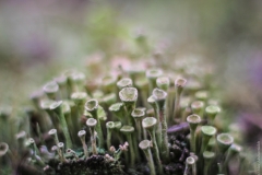 Mushrooms