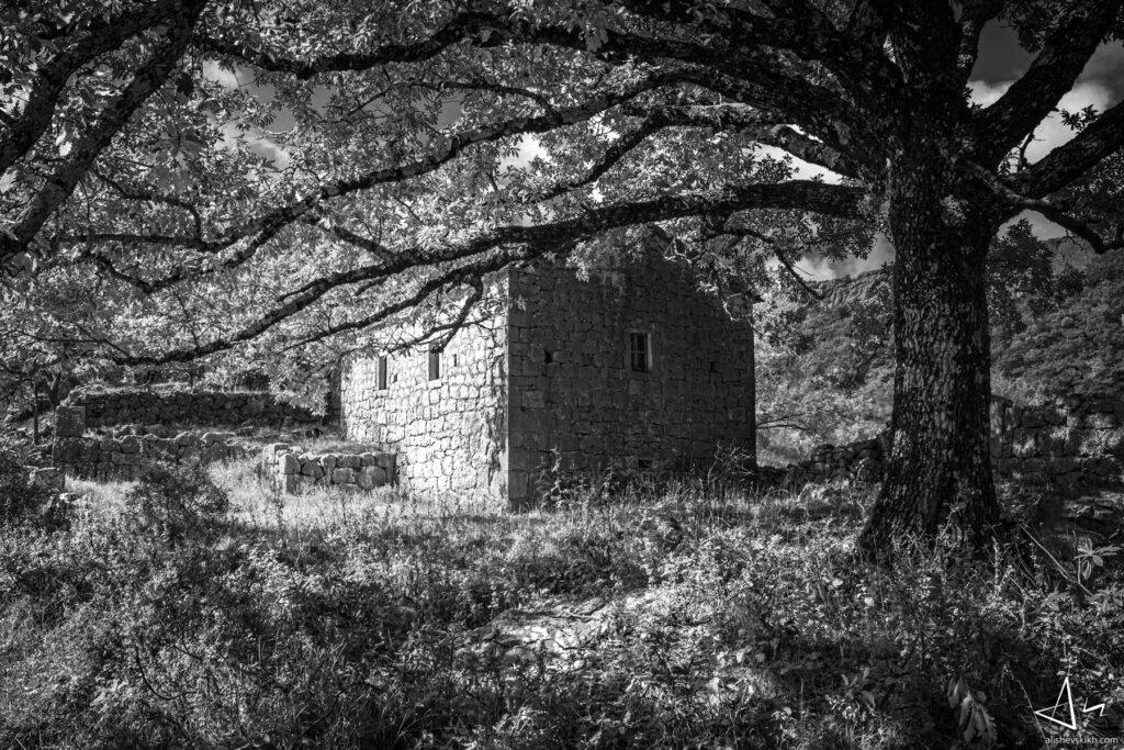 House under the oak tree