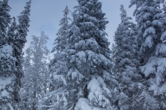 Winter woods
