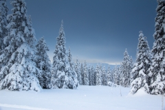 Winter woods