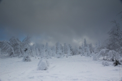 Winter woods