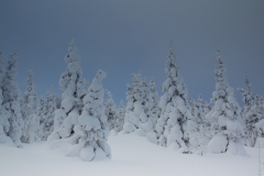 Winter woods