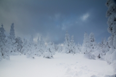 Winter woods