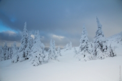 Winter woods
