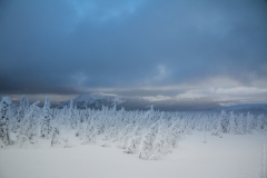 Winter woods