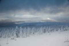 Winter woods