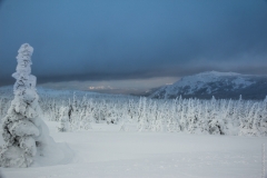 Winter woods