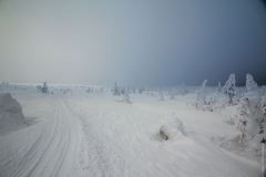 Winter woods