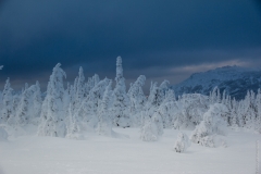 Winter woods