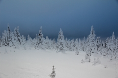 Winter woods